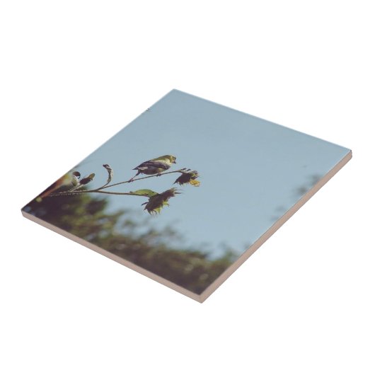 Ich habe kleine Besucher. #bird #nature #willife Fliese (Seite)