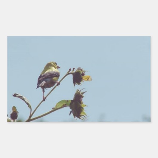 Ich habe kleine Besucher. #bird #nature #willife Rechteckiger Aufkleber (Vorderseite)