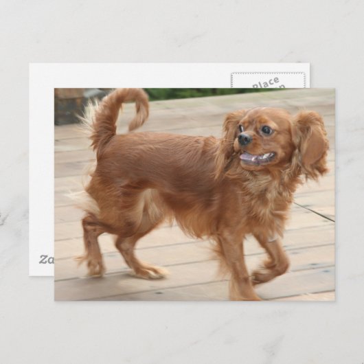 Ich habe mich gestresst! Ruby Cavalier King Charle Postkarte (Vorne/Hinten)