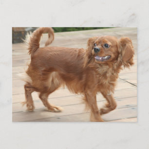 Ich habe mich gestresst! Ruby Cavalier King Charle Postkarte