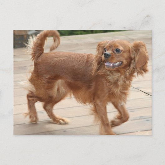 Ich habe mich gestresst! Ruby Cavalier King Charle Postkarte (Vorderseite)