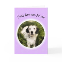 Ich habe nur Augen für Sie niedlichen Hund Valenti