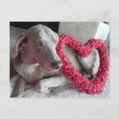 Ich höre dich, wenn du den Weimaraner überquerst Postkarte (Vorderseite)