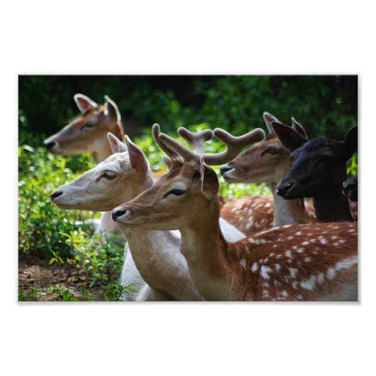 Ich höre Foto (Vorne)