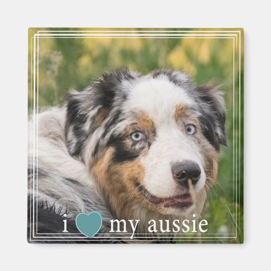 Ich höre meine australische Shepherd-Weiße Grenze Magnet (Vorne)