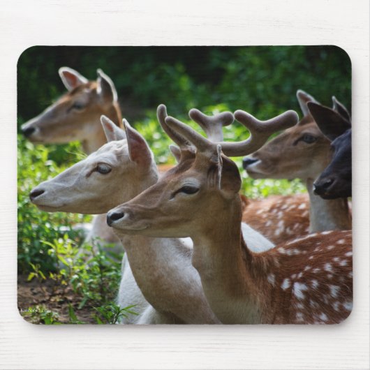 Ich höre Mousepad (Vorne)