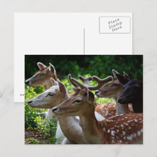 Ich höre Postkarte (Vorne/Hinten)