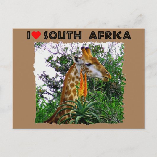 Ich höre Südafrika-Giraffe aloe Postkarte (Vorderseite)