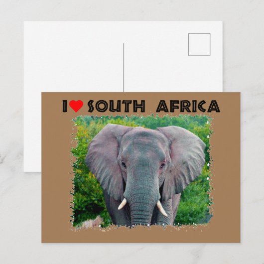Ich höre Südafrika, junger Elefant Postkarte (Vorne/Hinten)
