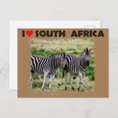 Ich höre Südafrika: junges Zebra-Paar Postkarte (Vorne/Hinten)
