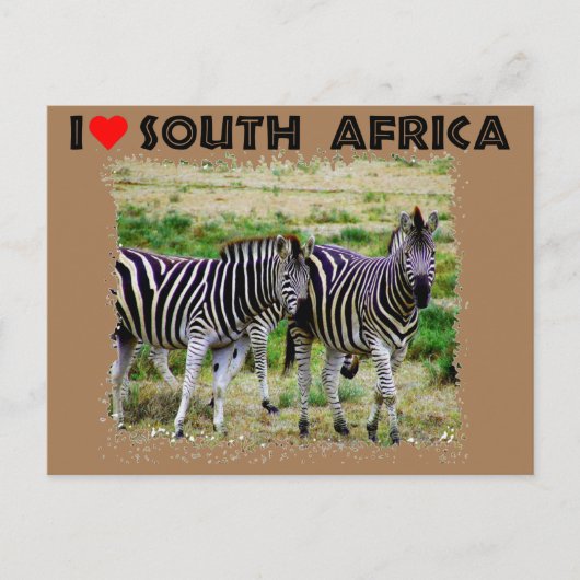 Ich höre Südafrika: junges Zebra-Paar Postkarte (Vorderseite)