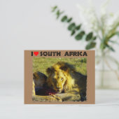 Ich höre Südafrika Löwenstau Postkarte (Stehend Vorderseite)