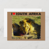 Ich höre Südafrika Löwenstau Postkarte (Vorne/Hinten)