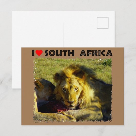 Ich höre Südafrika Löwenstau Postkarte (Vorne/Hinten)