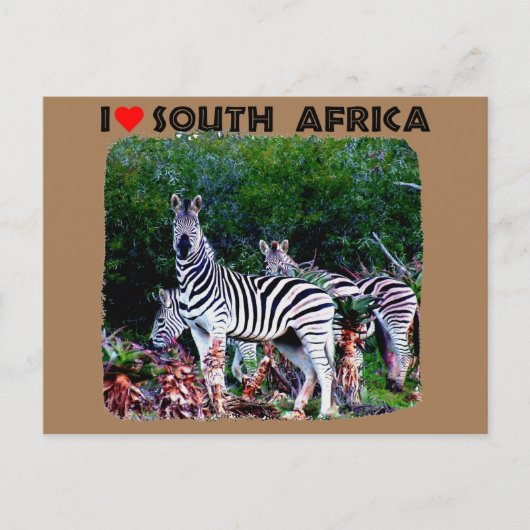 Ich höre Südafrika Zebra Aloe Postkarte (Vorderseite)