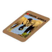 Ich höre Südafrikanische Elefanten in Liebe Magnet (Linke Seite)