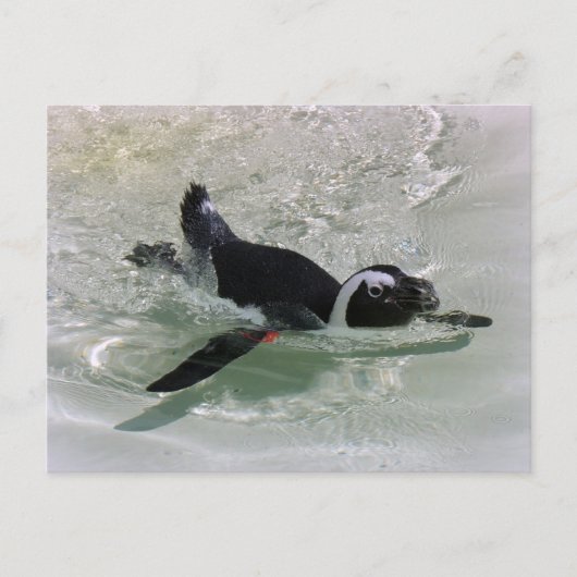 Ich kann es nicht ertragen, einen Pinguin zu sehen Postkarte (Vorderseite)