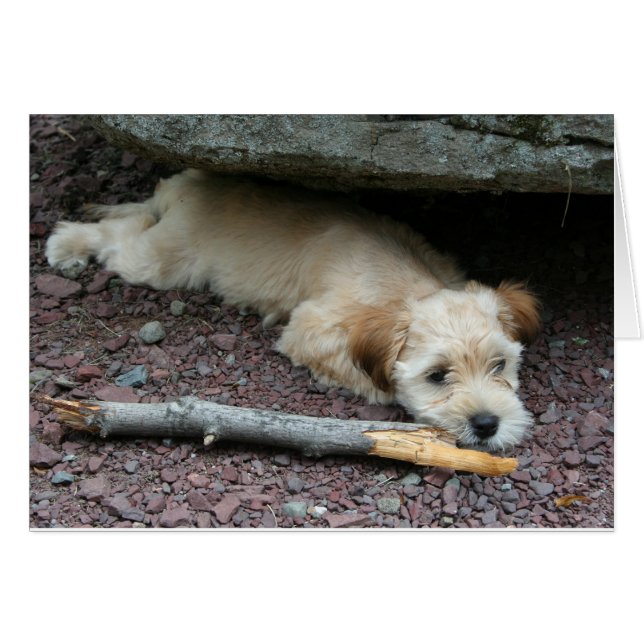 Ich kann Ihnen helfen zu kardieren (Vorderseite (Horizontal))