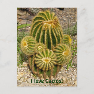Ich liebe Cactus Postkarte