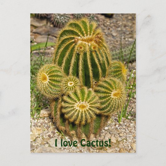 Ich liebe Cactus Postkarte (Vorderseite)