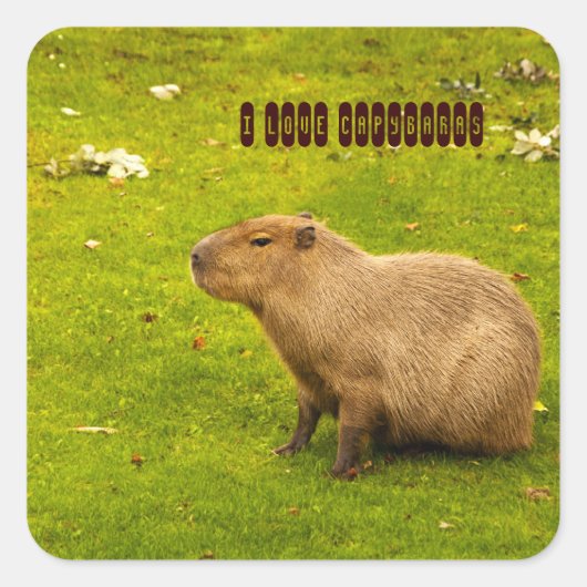 Ich liebe Capybaras Aufkleber (Vorderseite)