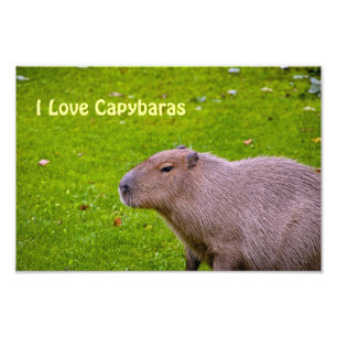 Ich liebe Capybaras Fotovergrößerung Fotodruck