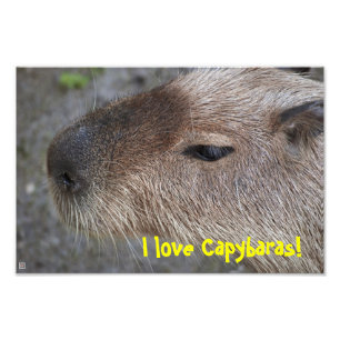 Ich liebe Capybaras! Fotovergrößerung Fotodruck