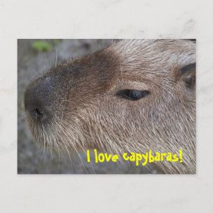 Ich liebe Capybaras Postkarte