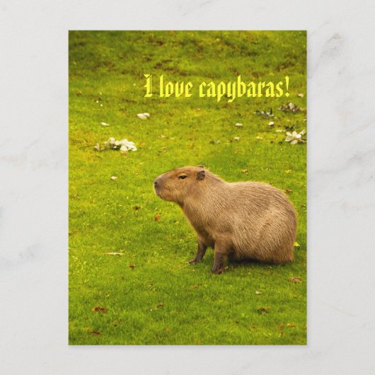 Ich liebe Capybaras Postkarte (Vorderseite)