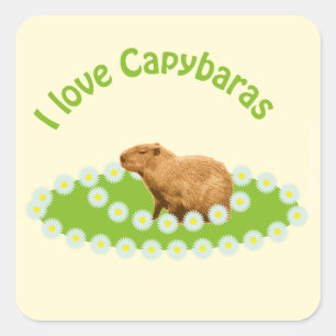 Ich liebe Capybaras Quadratischer Aufkleber