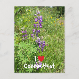 Ich liebe Connecticut Postkarte