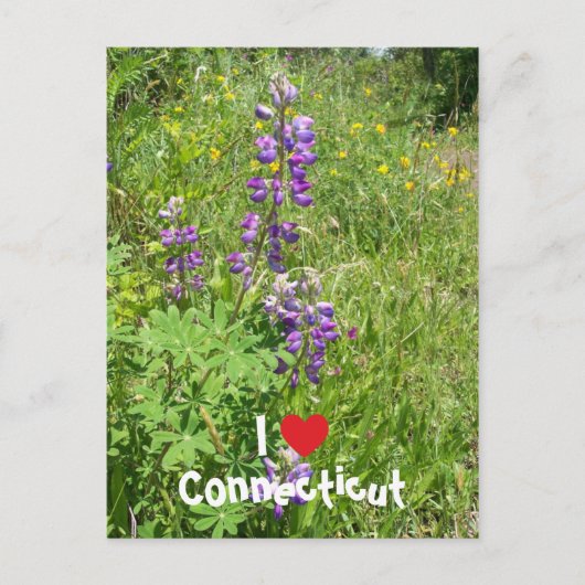 Ich liebe Connecticut Postkarte (Vorderseite)