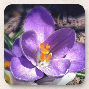 Ich Liebe die lila. #crocus #spring #Blume Untersetzer