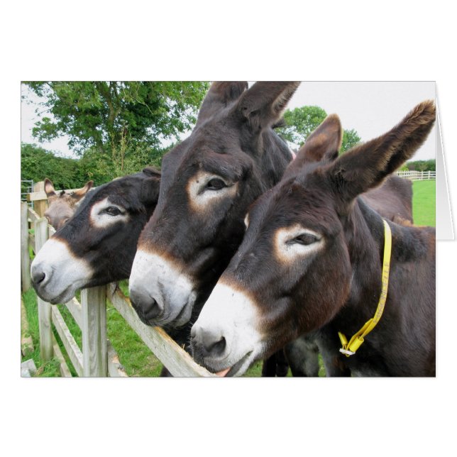 Ich Liebe Donkeys! (Vorderseite (Horizontal))