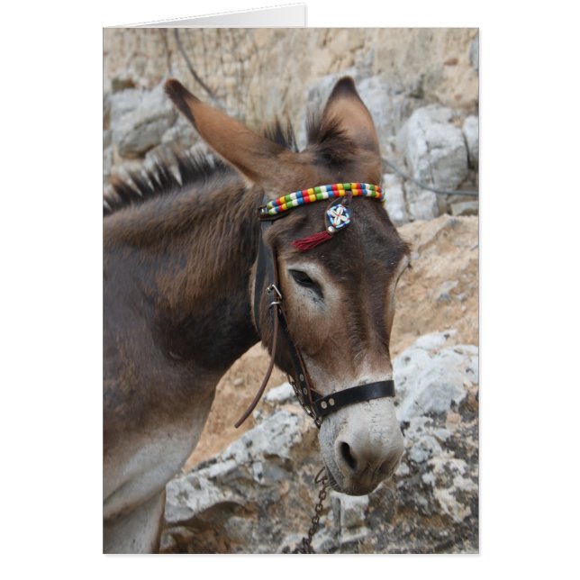 Ich Liebe Donkeys! (Vorne)