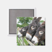 Ich Liebe Donkeys! Magnet (Vorderseite/Rückseite)
