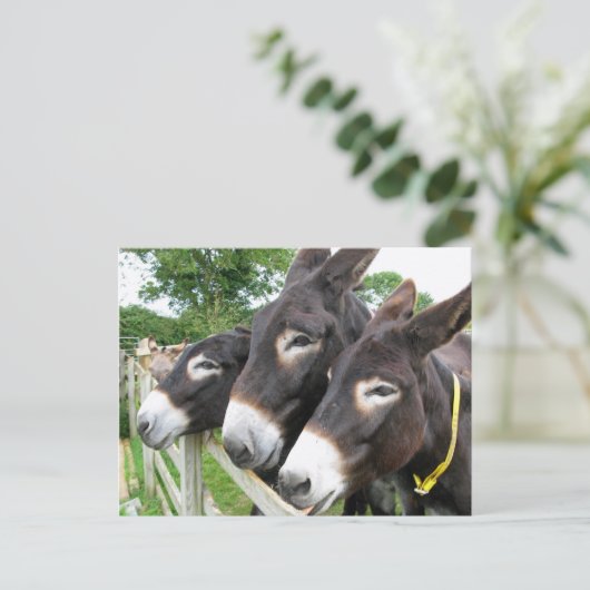 Ich Liebe Donkeys! Postkarte (Stehend Vorderseite)