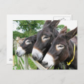 Ich Liebe Donkeys! Postkarte (Vorne/Hinten)