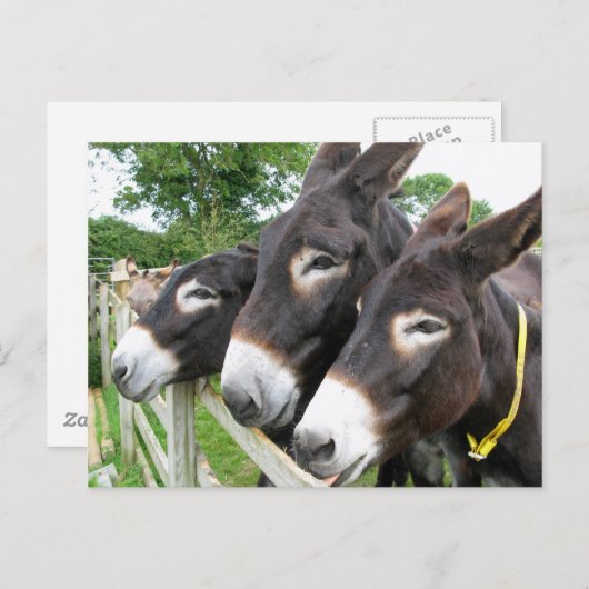 Ich Liebe Donkeys! Postkarte (Vorne/Hinten)