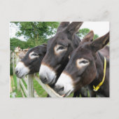 Ich Liebe Donkeys! Postkarte (Vorderseite)