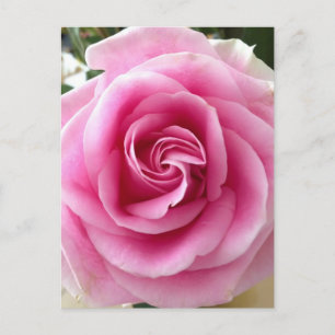 Ich Liebe, du blühst rosa Rose Postkarte