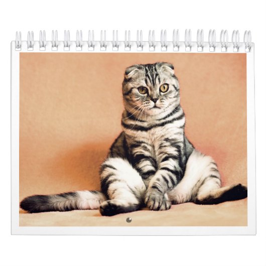 Ich liebe Katzen Kalender 2026 (Titelbild)