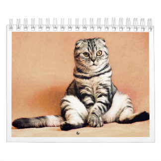 Ich liebe Katzen Kalender 2026