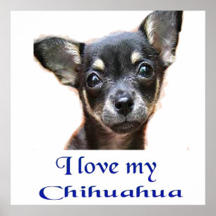Ich Liebe mein Chihuahua Poster