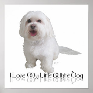 Ich Liebe mein kleiner weißer Hund - Havanese Poster