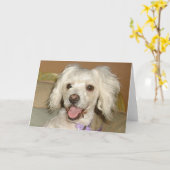 Ich Liebe mein kleines weißes Dog Poodle / Bichon  Karte (Gelbe Blume)