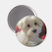 Ich Liebe Mein Malteser Magnet (Vorderseite/Rückseite)