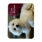 Ich Liebe Mein Malteser Magnet (Vertikal)