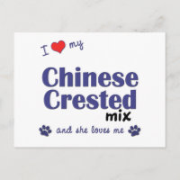 Ich Liebe meine Chinesisch-Crested-Mix (Weiblicher