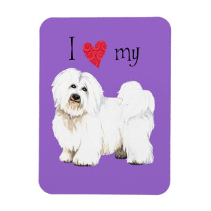 Ich Liebe meinen Coton de Tulear Magnet